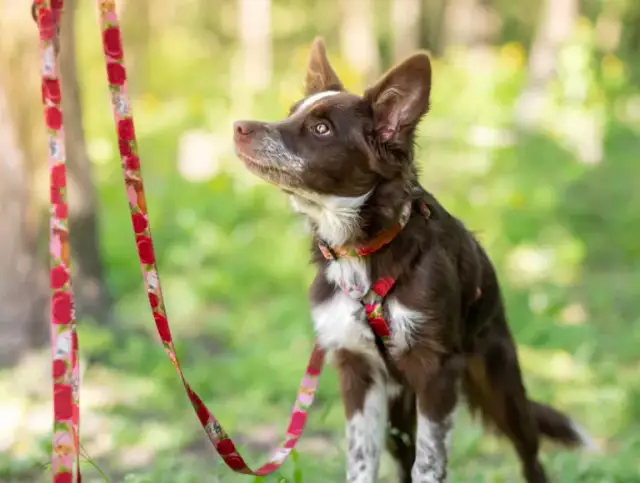 Obroża czy szelki dla border collie – co wybrać dla swojego psa?