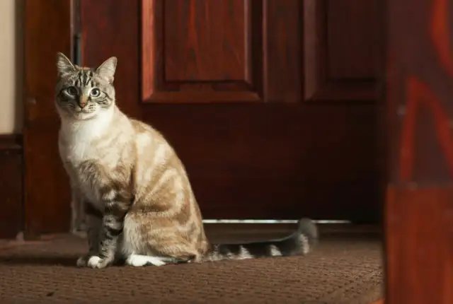 Kotka po śmierci kociaka: Jak zrozumieć i wspierać matkę?