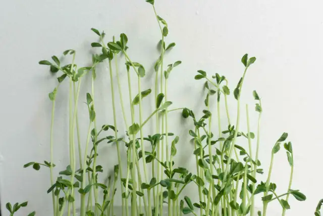 Jak uprawiać kiełki w domu - proste metody i cenne wskazówki