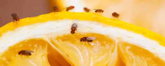 Muszki w kuchni? Skuteczne sposoby na pozbycie się ich raz na zawsze