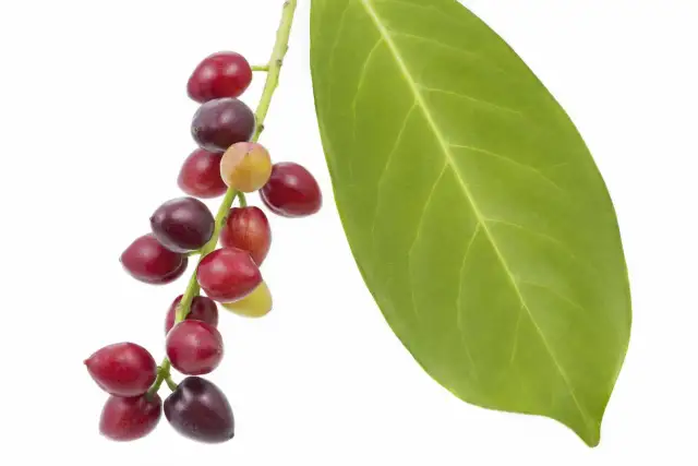 Czy owoce laurowiśni są jadalne? Poznaj prawdę i ryzyko