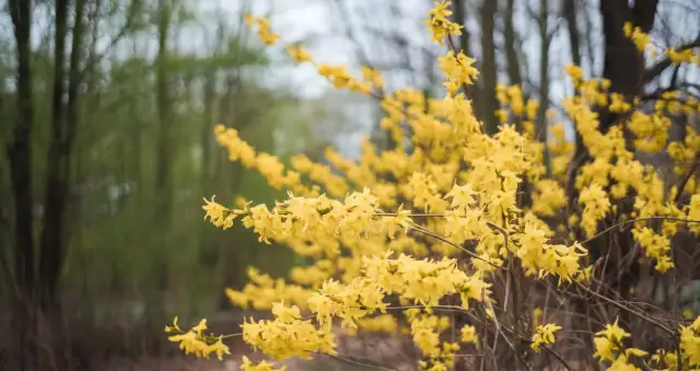 Jak przycinać forsycje, aby uzyskać bujne kwitnienie i zdrowy wzrost