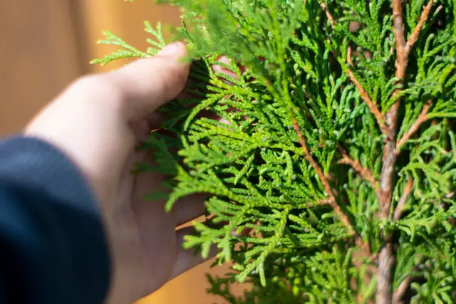 Najlepszy ukorzeniacz do tui – skuteczne metody i porady dla ogrodników