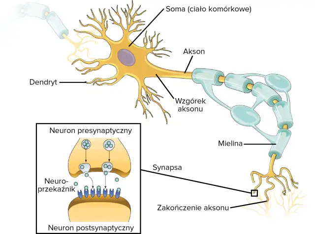 Ślimak sensoryczny: tajemniczy świat neuronów i zmysłów