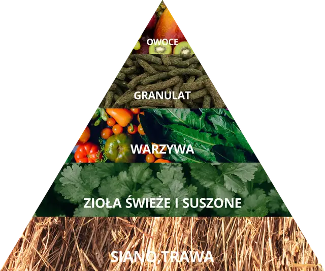 Co może jeść królik miniaturka? Kompletny poradnik żywienia