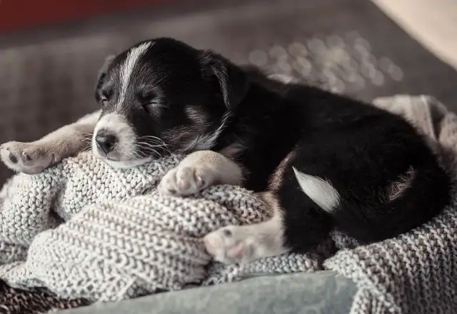 Ile trwa nauka czystości szczeniaka? Poznaj plan krok po kroku