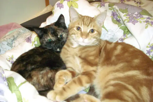 Kotka krwawi w rui? NIE! To sygnał do weterynarza