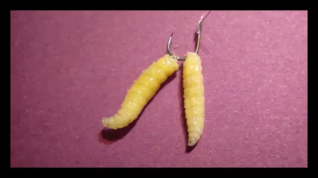 Jakie ryby biorą na białe robaki? Sprawdź skuteczność tej przynęty