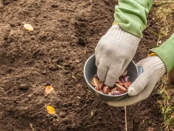 Jakie warzywa można siać na zimę, aby cieszyć się wczesnymi plonami