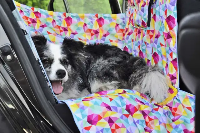 Jak przewieźć szczeniaka do domu bez stresu i zagrożeń dla zdrowia