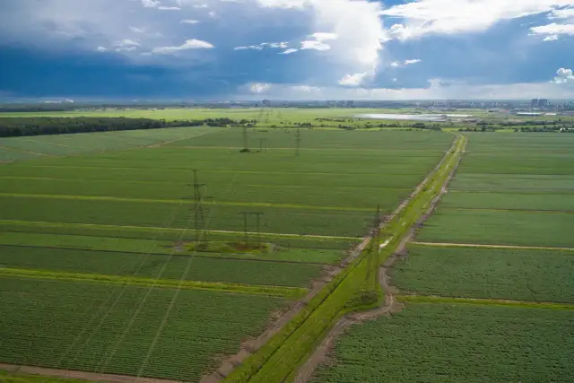 Co najbardziej opłaca się uprawiać? Najlepsze rośliny na zysk