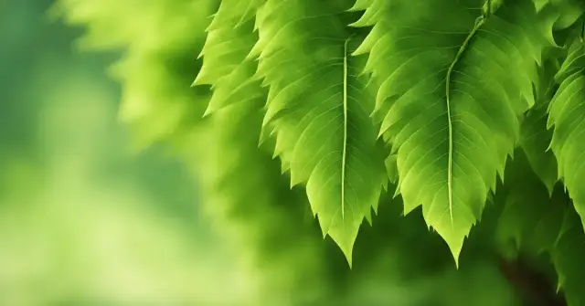 Jak sadzić grab żywopłot? Odpowiednie odstępy dla gęstości