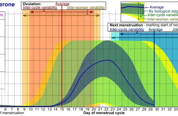 Najlepsze komputery cyklu ranking – wybierz skuteczną metodę monitorowania płodności