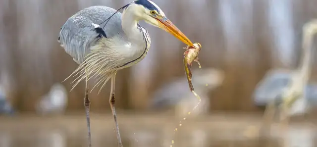 Czym żywi się czapla? Odkryj zaskakujące fakty o jej diecie