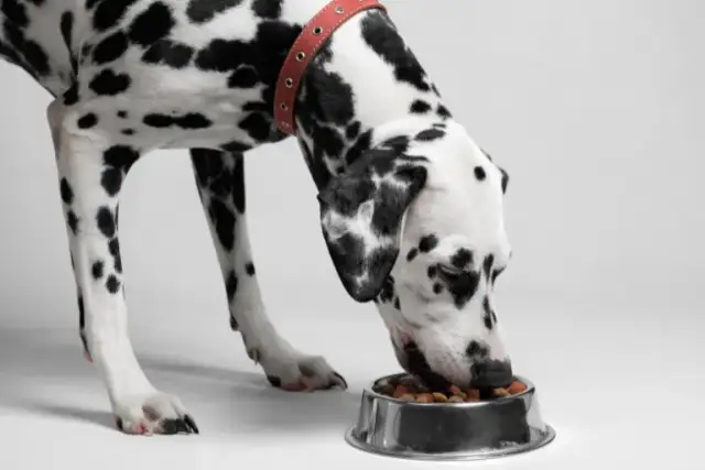 Jaka karma dla psa niejadka? Sprawdzone sposoby na poprawę apetytu