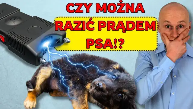 Jak działa obroża elektryczna? Prawda o jej skuteczności i ryzyku