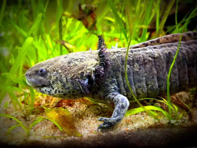 Aksolotl w akwarium, otoczony zielonymi roślinami. Zastanawiasz się, czym karmić aksolotla? Najlepiej żywym pokarmem, jak robaki czy małe rybki.