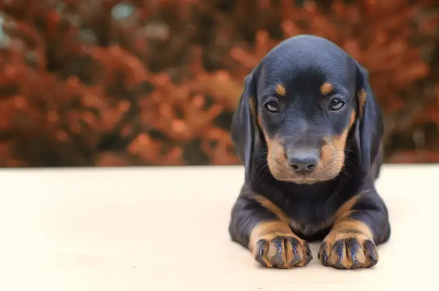 Uroczy szczeniak jamnika leżący na jasnym tle z rozmytym, pomarańczowym tłem.