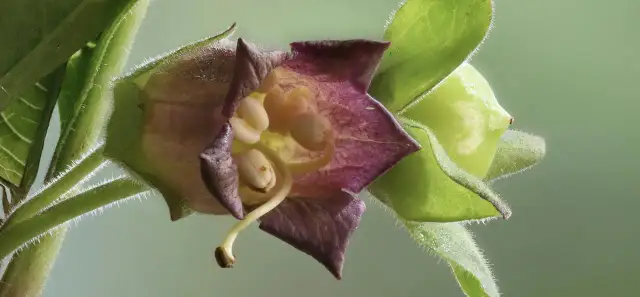 Belladonna w homeopatii: skutki uboczne i zastosowanie, które musisz znać