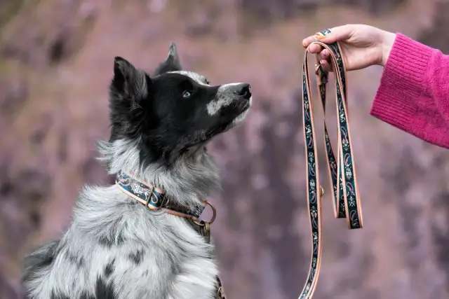 Najlepsza obroża dla border collie – uniknij błędów przy wyborze