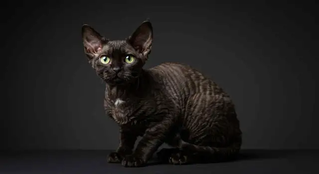 Czarny Devon Rex: Psie serce, falowana sierść czy to kot dla Ciebie?
