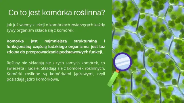 Jak wygląda komórka roślinna? Odkryj jej niezwykłą budowę i funkcje