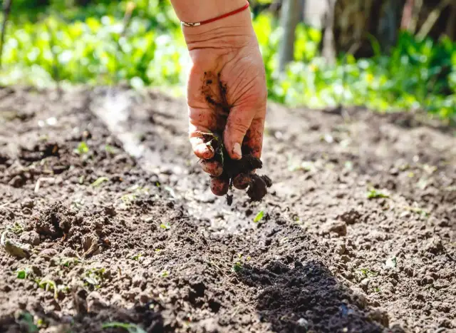 Co uprawiać po ziemniakach, aby poprawić jakość gleby i plony