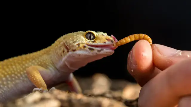 Co jedzą gekony orzęsione? Klucz do zdrowej diety i błędów do uniknięcia