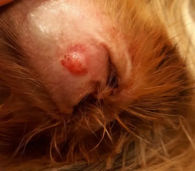 Łagodne nowotwory skóry u psa: objawy, diagnoza i leczenie