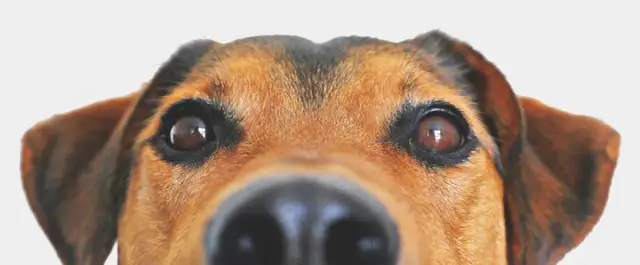 Ile mokrej karmy dla psa? Oblicz idealną porcję!