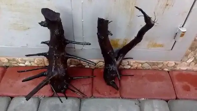 Jak zrobić korzeń do akwarium, aby uniknąć problemów z wodą