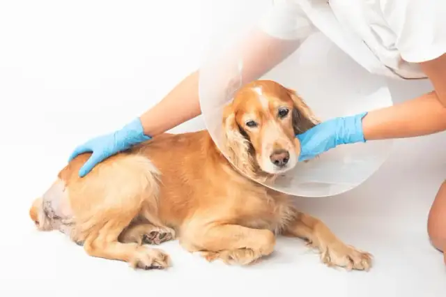 Jak zrobić kołnierz dla psa, aby zapewnić mu komfort i bezpieczeństwo