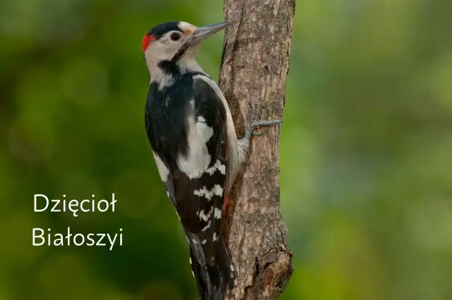 Dzięcioł duży czy średni? Rozpoznaj je bezbłędnie w terenie!