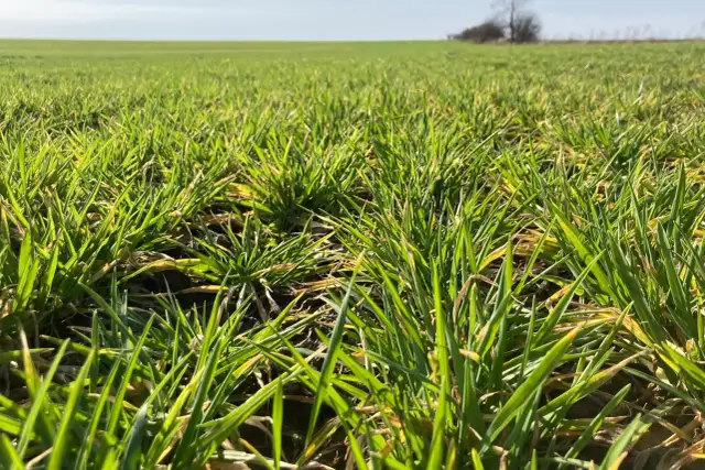 Niedobór magnezu u roślin a zakłócenia fotosyntezy - co musisz wiedzieć
