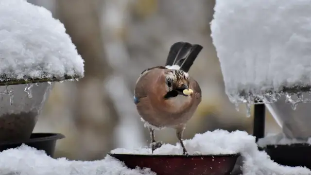 Jak wróble radzą sobie zimą w Polsce? Pomóż im przetrwać!