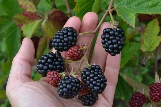 Kiedy jest sezon na jeżyny i jak je skutecznie zbierać?