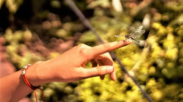 Ważka: Symbolika, znaczenie i przesłanie dla Ciebie