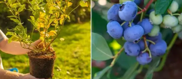 Co sadzić obok borówki? Sprawdzone rośliny dla obfitych plonów