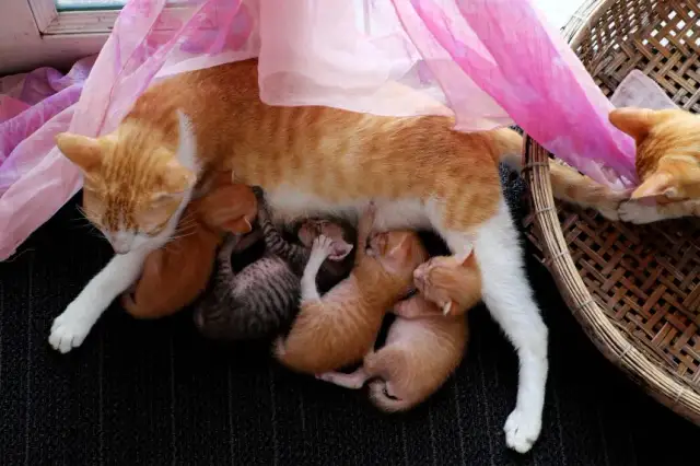 Jak często karmić małego kotka, aby zapewnić mu zdrowy rozwój?