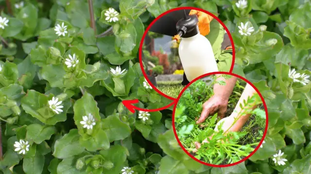 Mokrzyca: Jak raz na zawsze pozbyć się jej z ogrodu?