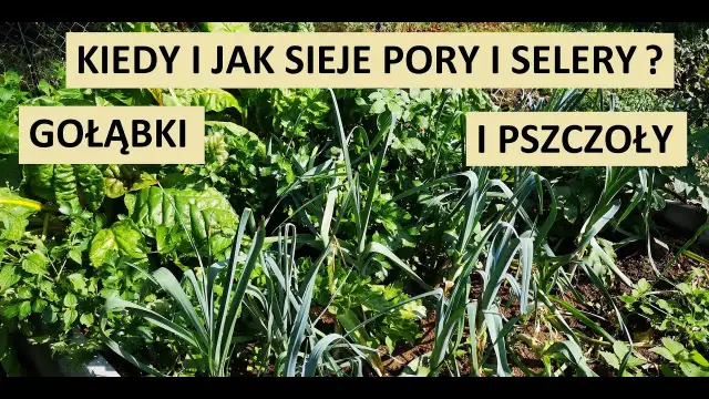 Kiedy siać por i seler, aby uniknąć błędów w uprawie?