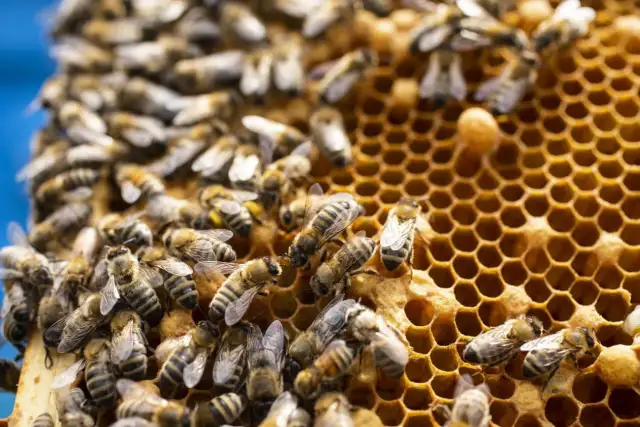 Dlaczego miód jest gorzki? Odkryj przyczyny i skutki goryczy