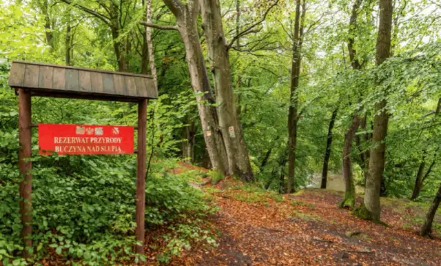 Rezerwat Hedera: odkryj pochodzenie nazwy i jej znaczenie