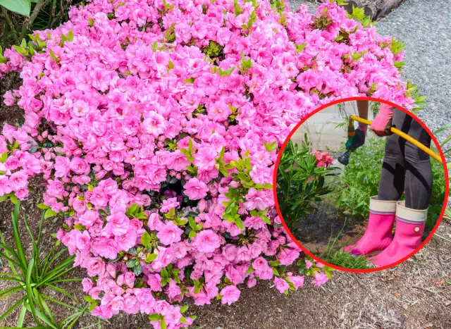 Kiedy sadzić azalię japońską, aby uniknąć błędów w ogrodzie