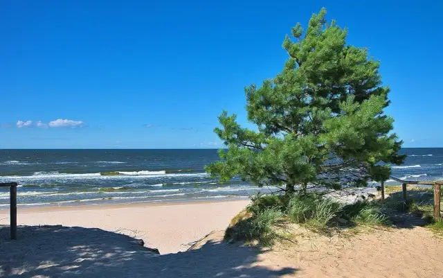 Piękny dzień na plaży w Ostrowie nad morzem. Jasny piasek, szum fal i sosna tworzą idealny krajobraz.