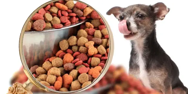 Karma dla psa alergika: jak wybrać najlepszą? Przewodnik