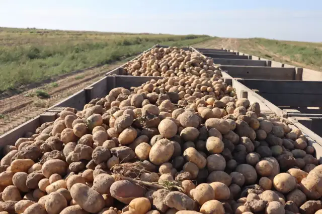 Ogromne ilości ziemniaków w drewnianych skrzyniach, gotowe do transportu. Widać pole w tle. Takie plony pozwalają ocenić, ile ziemniaków z hektara można zebrać.