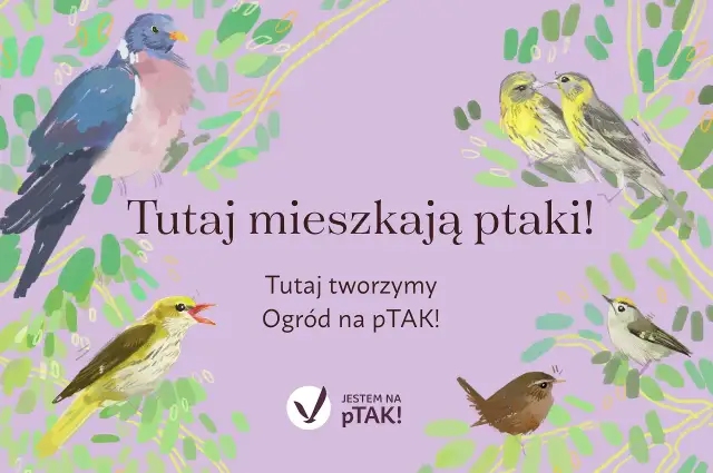 Kiedy przestać dokarmiać ptaki wiosną? Mądre zakończenie sezonu