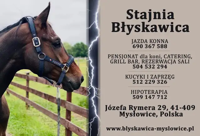 Stadnina koni Mysłowice: Pełny przewodnik ceny, oferta, jak zacząć?