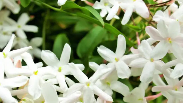 Jak długo kwitnie jaśminowiec? Odkryj tajemnice jego kwitnienia